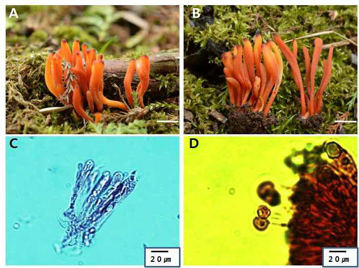 Photographs and microscopic images of Clavaria miniata Berk., (Jjk-14293) A, and B, fruit body; C, basidia; D, spore