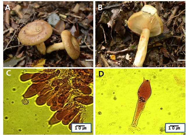 Photographs and microscopic images of Lactarius blennius (Fr.) Fr. (Jjk-13224) A and B, fruit body; C, basidia and spore; D, basidia
