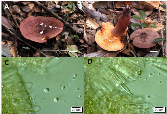 Photographs and microscopic images of Lactarius sp. (Jjk-13224) A and B, fruit body; C, basidia and spore; D, chellosystidia.