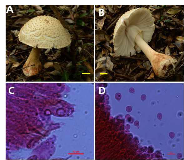 Photographs and microscopic images of Amanita perpasta Corner  C, basidia; D, spore