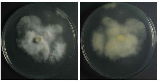 Endophytic fungi (Pestalotiopsis mangiferae) isolated from Abies nephrolepis
