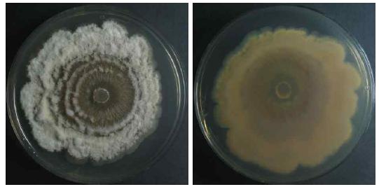 Endophytic fungi (Pestalotiopsis cocculi) isolated from Thuja koraiensis