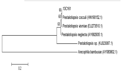 Neighbor-Joining phylogentic tree (strain 13C161)