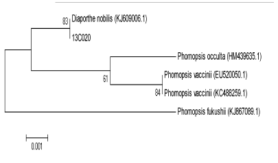 Neighbor-Joining phylogentic tree (strain 13C020)