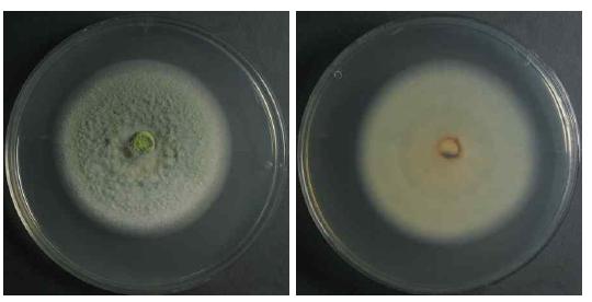 Endophytic fungi (Cryptosporiopsis actinidiae) isolated from Thuja koraiensis