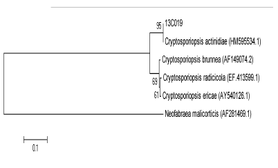 Neighbor-Joining phylogentic tree (strain 13C019)