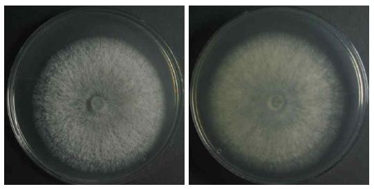 Endophytic fungi (Sydowia polyspora) isolated from Abies nephrolepis