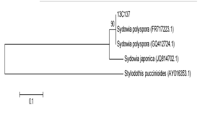 Neighbor-Joining phylogentic tree (strain 13C137)
