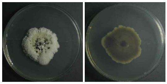 Endophytic fungi (Mycosphaerella handelii) isolated from Thuja koraiensis