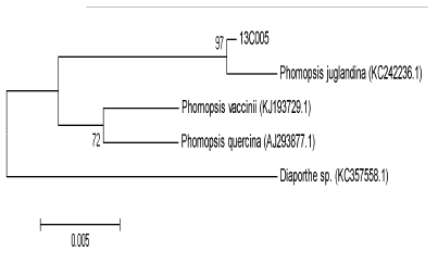 Neighbor-Joining phylogentic tree (strain 13C005)