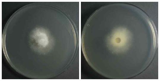 Endophytic fungi (Biscogniauxia maritima) isolated from Pinus koraiensis