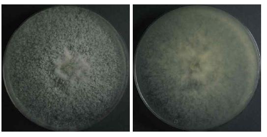 Endophytic fungi (Nemania diffusa) isolated from Abies nephrolepis