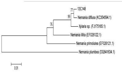 Neighbor-Joining phylogentic tree (strain 13C148)