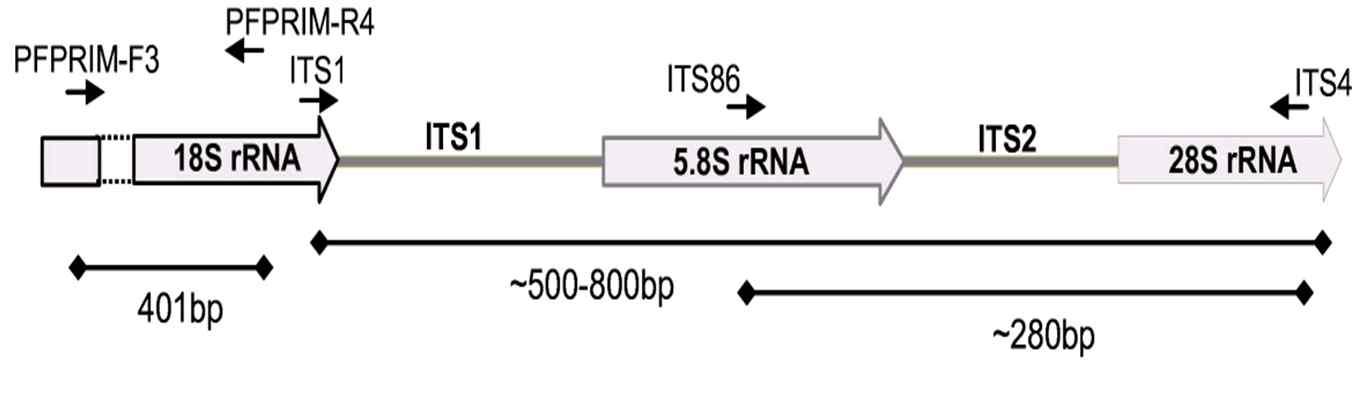 rRNA상의 유전자 위치 및 base pair 크기 (bp).