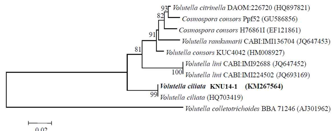 Neighbor-joining phylogenetic analysis of Volutella ciliata KNU14-1 partial 18S ITS1-5.