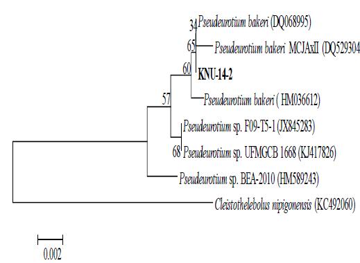 The isolate shown 90% similarity with Pseudeurotium bakeri (HM036612).