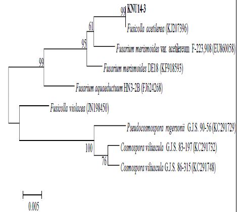 The isolate shown 100% similarity with Fusicolla acetilerea (KJ207396).