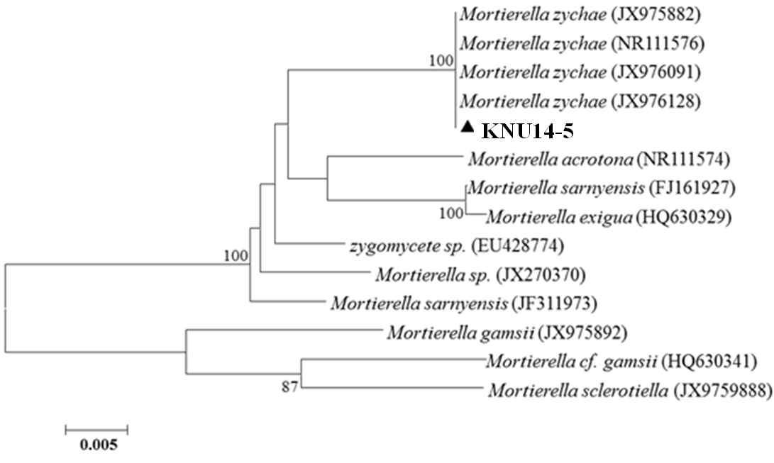 Phylogenetic relationships of Mortierella zychae (KNU-14-5) based on internal transcribed spacer rDNA sequences.
