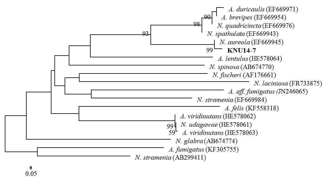 Neighbor-joining phylogenetic analysis of Neosartorya aureola KNU14-7 partial 18S ITS1-5.