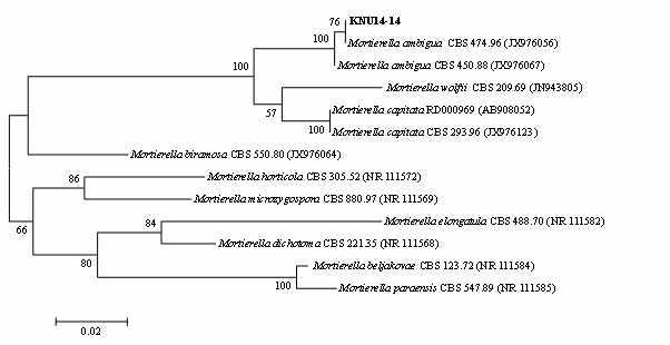 Phylogenetic relationships of Mortierella ambigua KNU14-14 based on internal transcribed spacer rDNA sequences. Numerical values on branches are the bootstrap values as percentage of bootstrap replicates from 1,000 replicates.