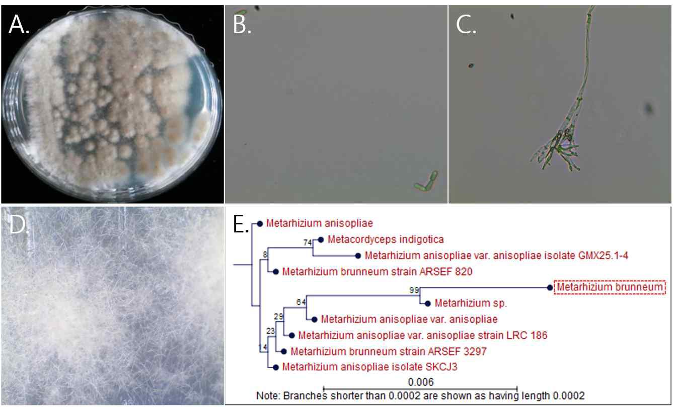 울릉도 25-2 균주의 배양체 사진 (A), 포자와 분생포자 사진 (B),(C), 균사 생장 사진 (D), 계통도 분석 (E)