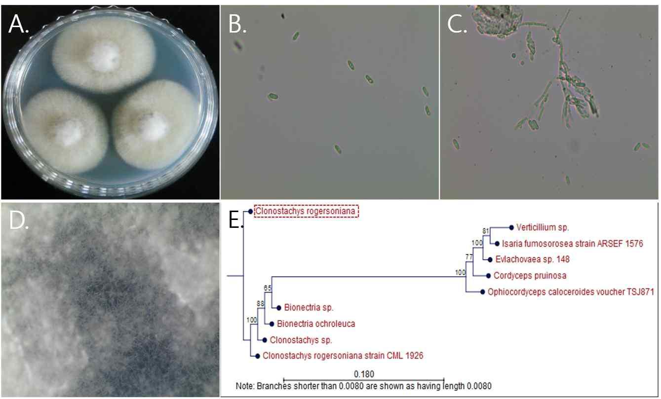 모악산 5 균주의 배양체 사진 (A), 포자와 분생포자 사진 (B),(C), 균사 생장 사진 (D), 계통도 분석 (E)