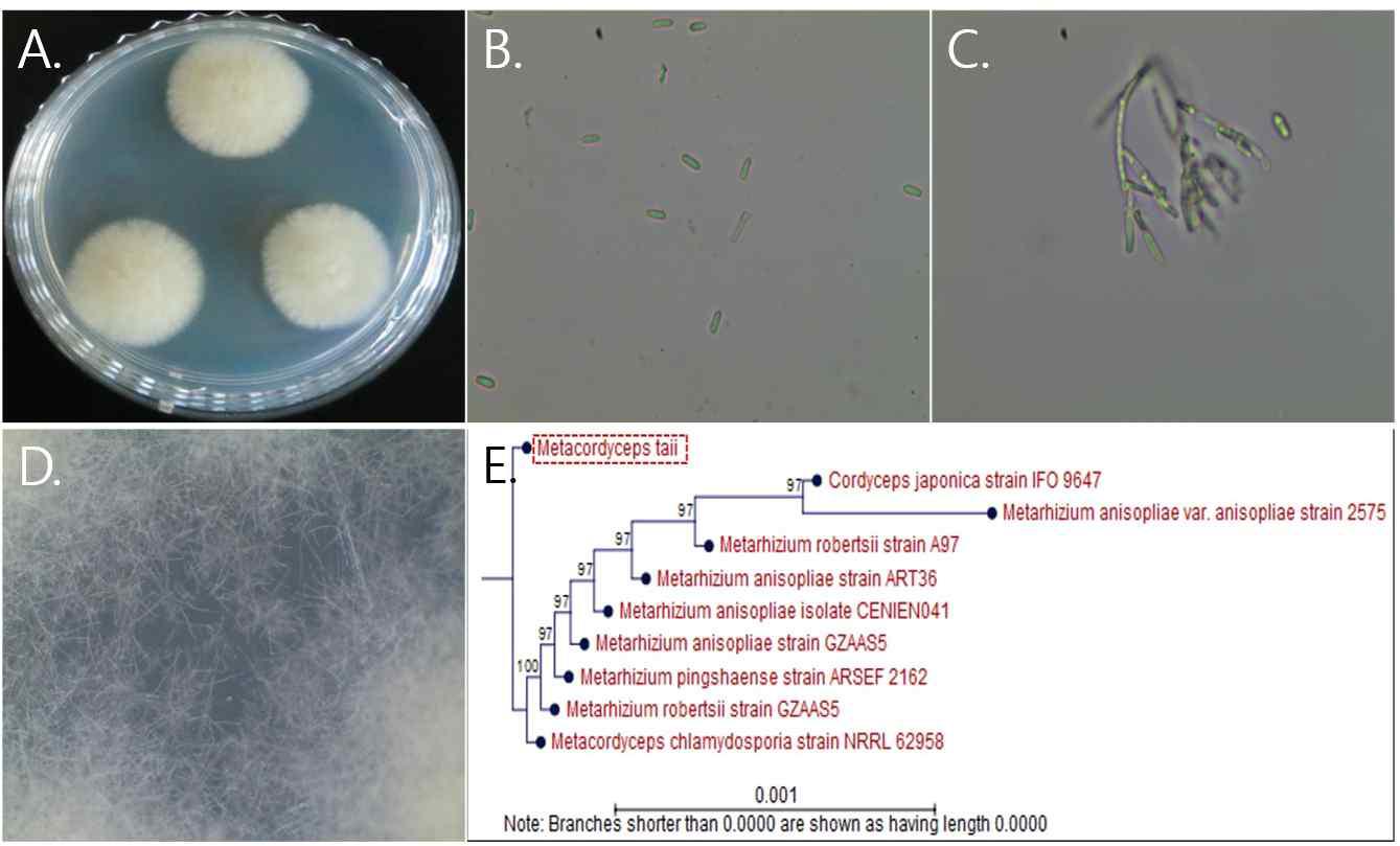 내장산 22 균주의 배양체 사진 (A), 포자와 분생포자 사진 (B),(C), 균사 생장 사진 (D), 계통도 분석 (E)