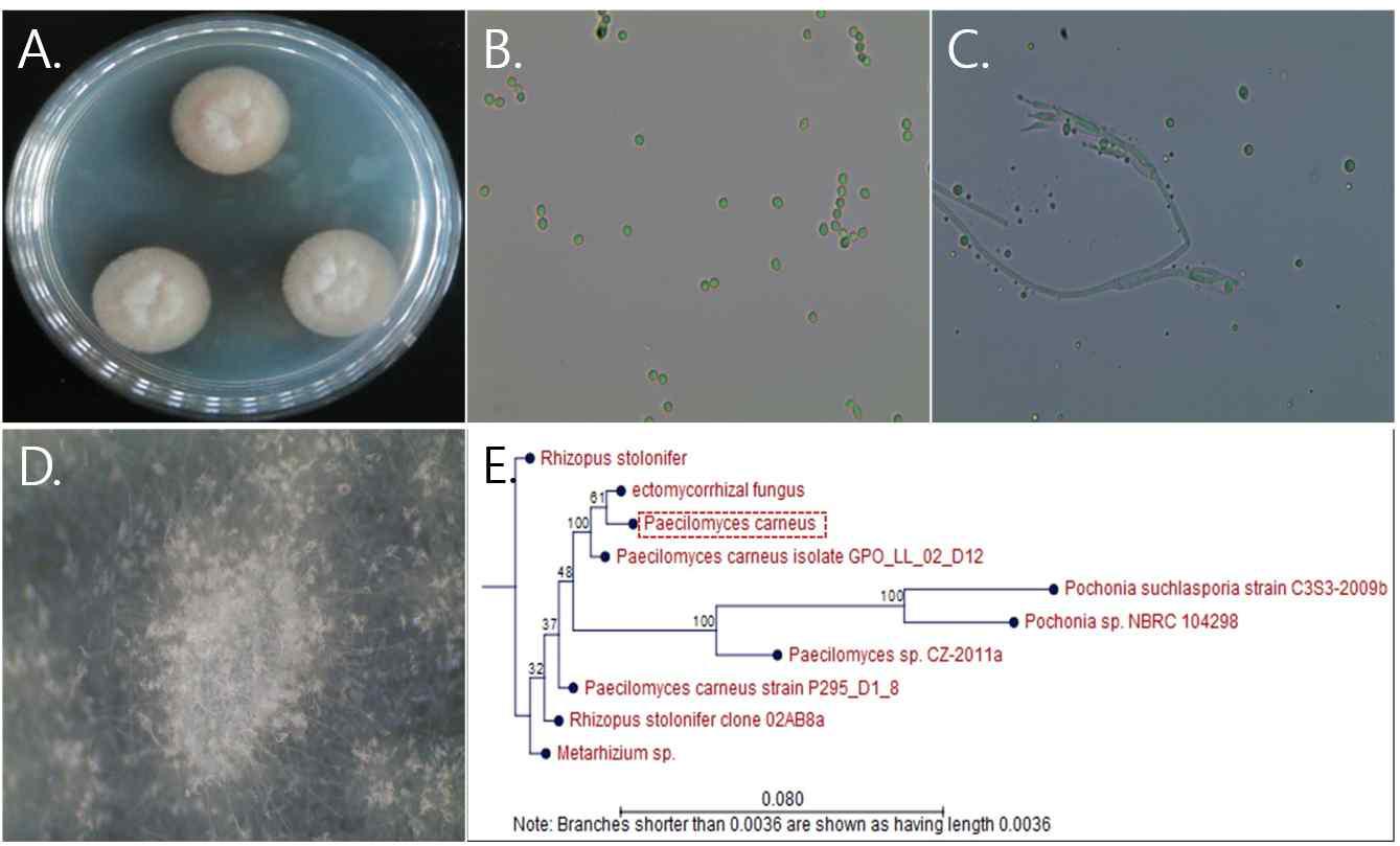 울릉도 5-8 균주의 배양체 사진 (A), 포자와 분생포자 사진 (B),(C), 균사 생장 사진 (D), 계통도 분석 (E)