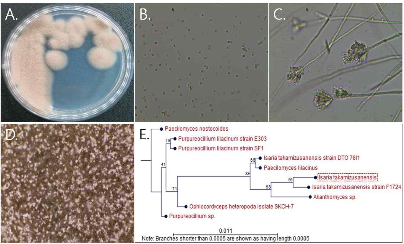 울릉도 9-6 균주의 배양체 사진 (A), 포자와 분생포자 사진 (B),(C), 균사 생장 사진 (D), 계통도 분석 (E)