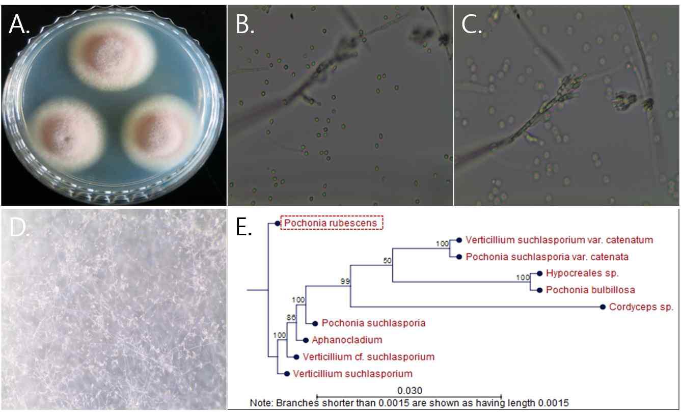 울릉도 4-16 균주의 배양체 사진 (A), 포자와 분생포자 사진 (B),(C), 균사 생장 사진 (D), 계통도 분석 (E)