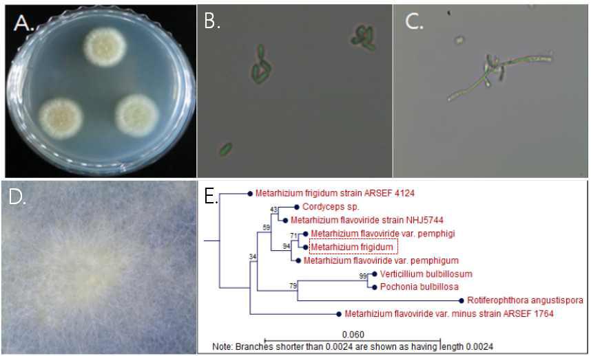 내장산 1-13 균주의 배양체 사진 (A), 포자와 분생포자 사진 (B),(C), 균사 생장 사진 (D), 계통도 분석 (E)