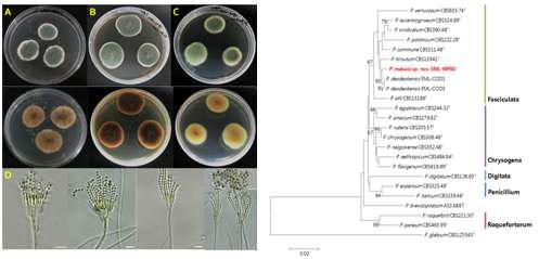 사과에서 분리된 저장성곰팡이 Penicillium malusis sp. nov. EML-MP80 균주의 형태적 특징 및 복합유전자 분석에 의한 분자계통도.