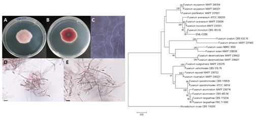 초코베리 열매에서 분리한 Fusarium tricintum EML-CCB6 균주의 형태(왼쪽) 및 분자계통수(오른쪽).