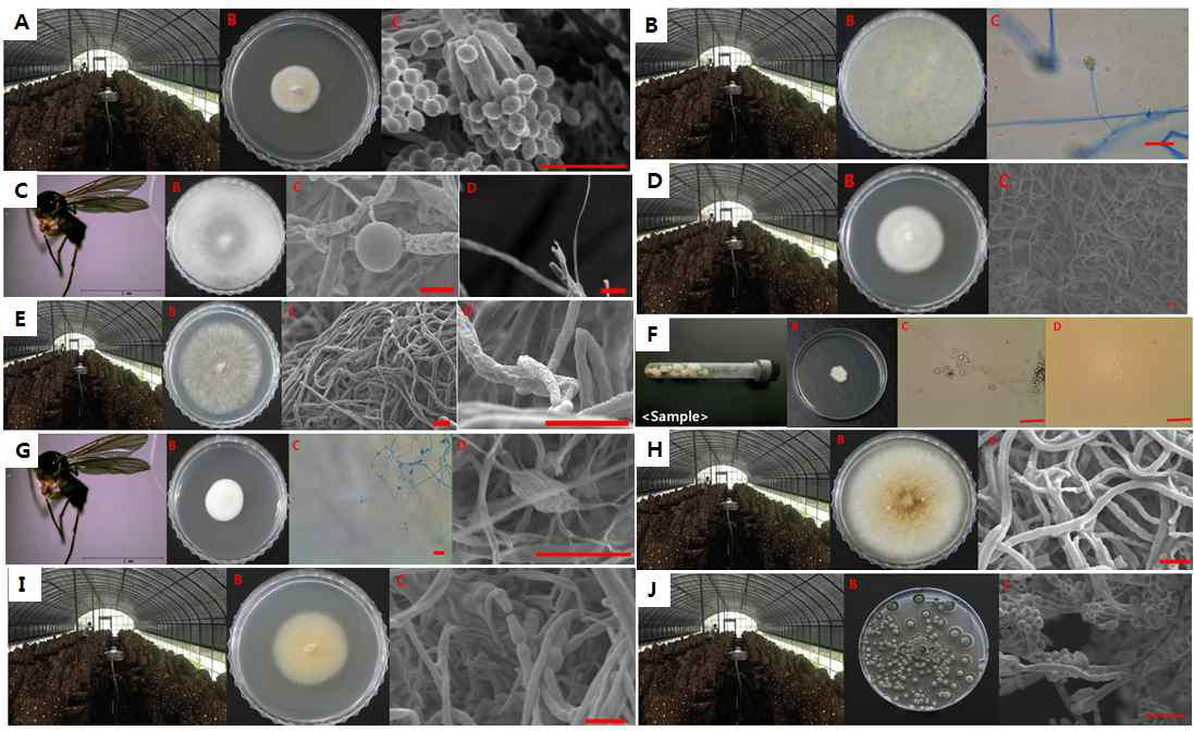 표고버섯 재배사에서 발굴된 미기록 분류군.