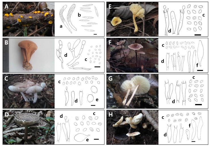 충청남도 망경산에서 발굴된 국내 미기록 버섯류.