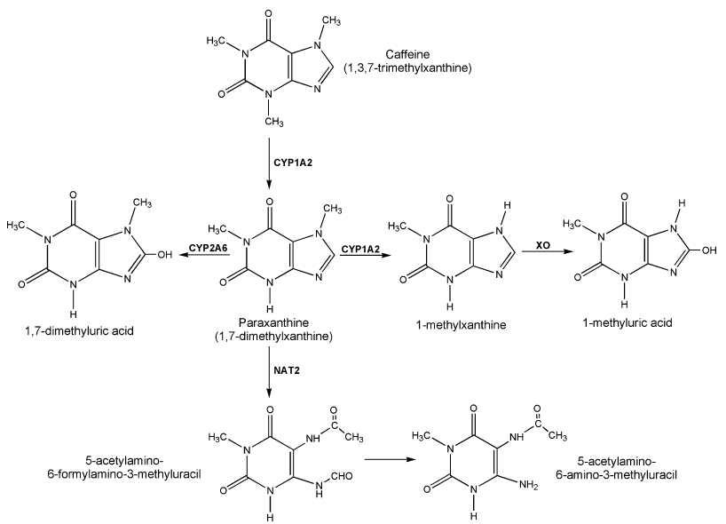 Major pathways in caffeine metabolism.