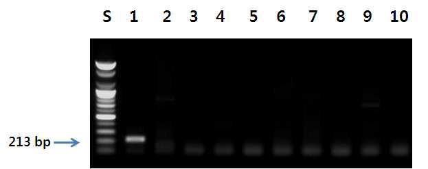 반달가슴곰 프라이머를 이용한 PCR 결과.