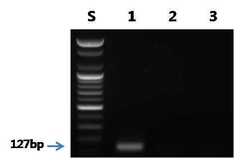 흑염소 프라이머를 이용한 PCR 결과.
