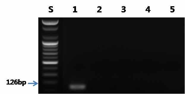 고라니 프라이머를 이용한 PCR 결과.