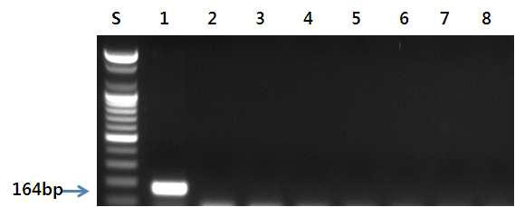 밍크고래 프라이머를 이용한 PCR 결과.