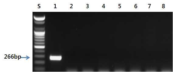 긴부리참돌고래 프라이머를 이용한 PCR 결과.