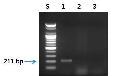 해삼 프라이머를 이용한 PCR 결과.
