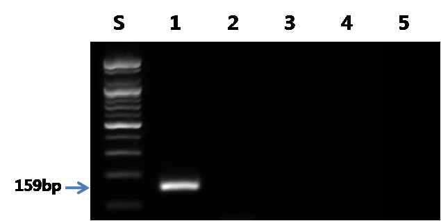 전어 프라이머를 이용한 PCR 결과.