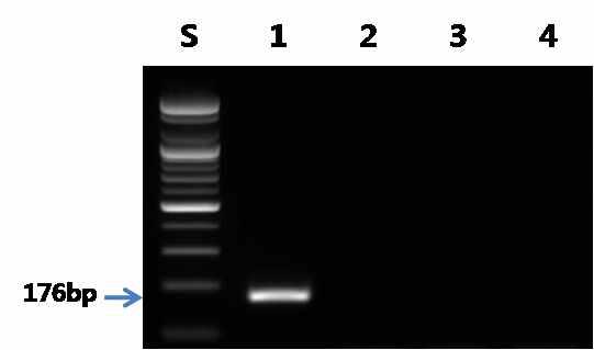붕장어 프라이머를 이용한 PCR 결과.