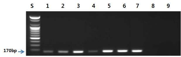 복어류 프라이머를 이용한 PCR 결과.