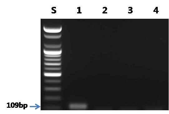 가숭어 프라이머를 이용한 PCR 결과.