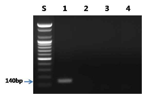 산천어 프라이머를 이용한 PCR 결과.
