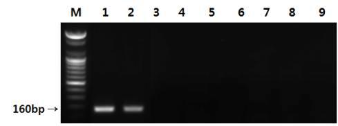 아귀류 프라이머를 이용한 PCR 결과.