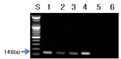 복분자류(나무딸기류) 프라이머를 이용한 PCR 결과.