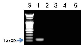 복분자 프라이머를 이용한 PCR 결과.